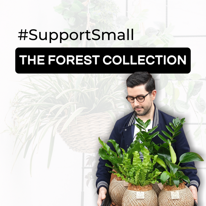 #SupportSmall - 'The Forest Collection'